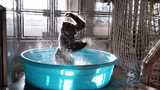 ape in pool