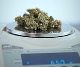weed-measurements-scaled-1930126350