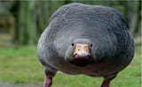 GooseSeesThings