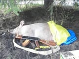 fate of ukraine