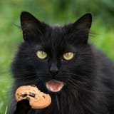 CrackersCookie