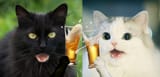 CrackersN-wordcatCheers