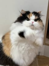 Cat fury