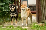 shiba