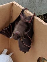 batguy