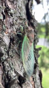 vlcsnap-2025-08-10-21h10m55s919