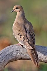 460px-Mourning_Dove_2006