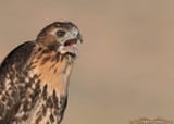red-tailed-hawk-juvenile-calling-mia-mcpherson-8251