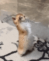 gato