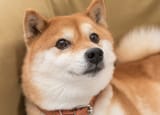 Shiba FAGGOT