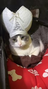 Kotboobpope