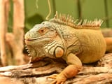 Green-Iguana