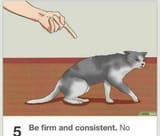 no cat