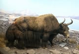 Wild_Yak_Stuffed