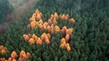 nc_swastika_forest_ll_130705_16x9_1600