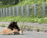 Bear_deer