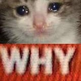 sadcatwhy