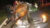 dead donkey