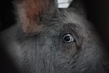 Scared_pig_in_slaughter_truck