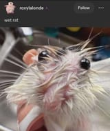wetrat