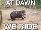 Moo_Dawn_Ride