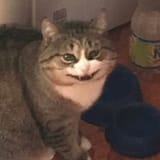 creepy_smiling_cat