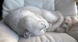 COMFYKOT16