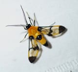 Erebidae,_Arctiinae,_Arctiini,_Ctenuchiina,_Loxophlebia_flavipicta_(7257126594)
