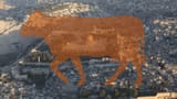RedCow3Temple