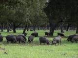 porco_preto_oaktrees