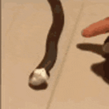 hognose-hognose-death