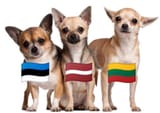 Baltic Chihuahuas