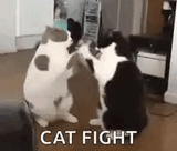 cat-fight