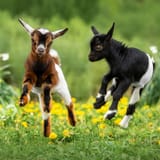 Baaaawoo X2