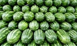 Real Watermelons