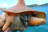 queen-conch-750x500-JDoerr-SEFSC-Galveston