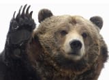 Bear Wave