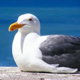 346764335