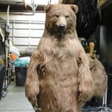 bear suit