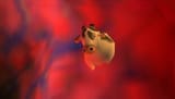 Cows-Jabu-Jabus-Belly-3