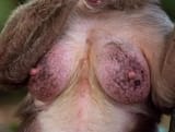 tits
