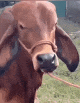 Cowbrow