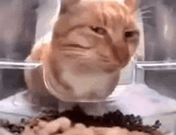 orange-cat-cat