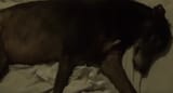 ziggeh