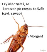 Prusak-Szwab