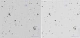 Candidate-1-We-show-the-candidate-in-SuperCosmos-scans-of-POSS-I-red-left-and-POSS-II[1]