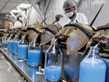 horseshoe-crab-blueblood-vaccines