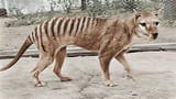 Tasmanian tiger