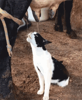 cat-at-the-milk-bar-cat-drinking-cows-milk