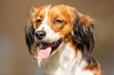 KooikerhondjePortrait-f5f959bebb114e2a9368ce8f3a4d58e6-1818811640